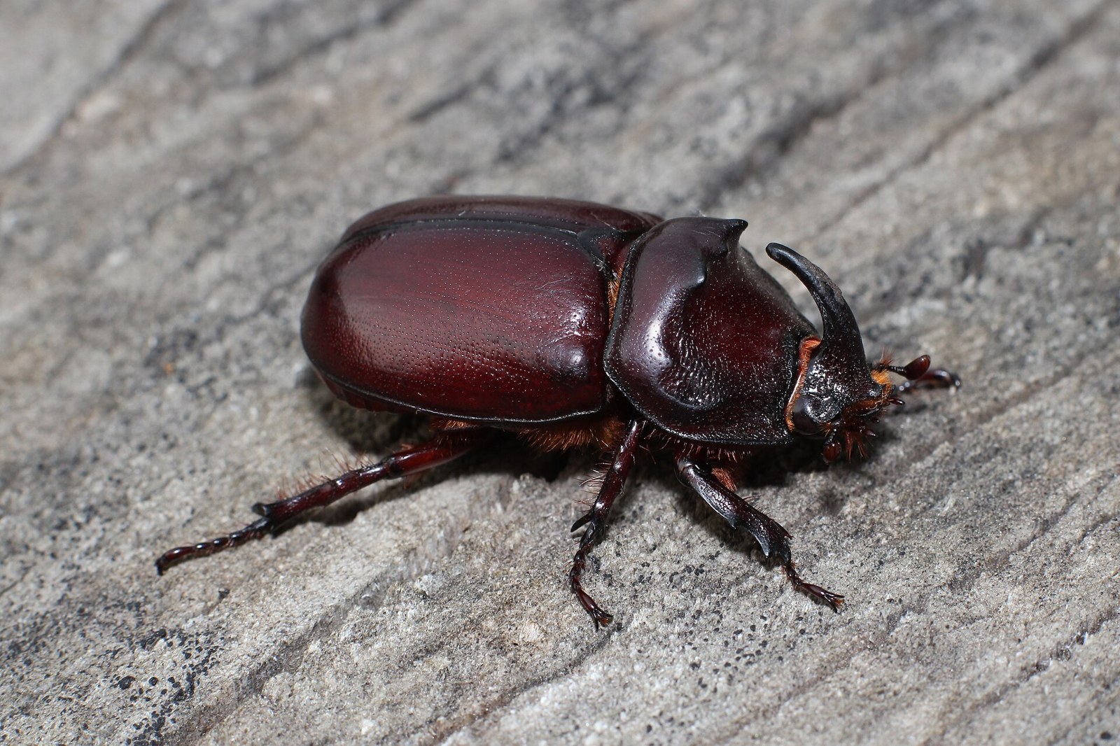 Nosorožtek obyčajný (Oryctes nasicornis)