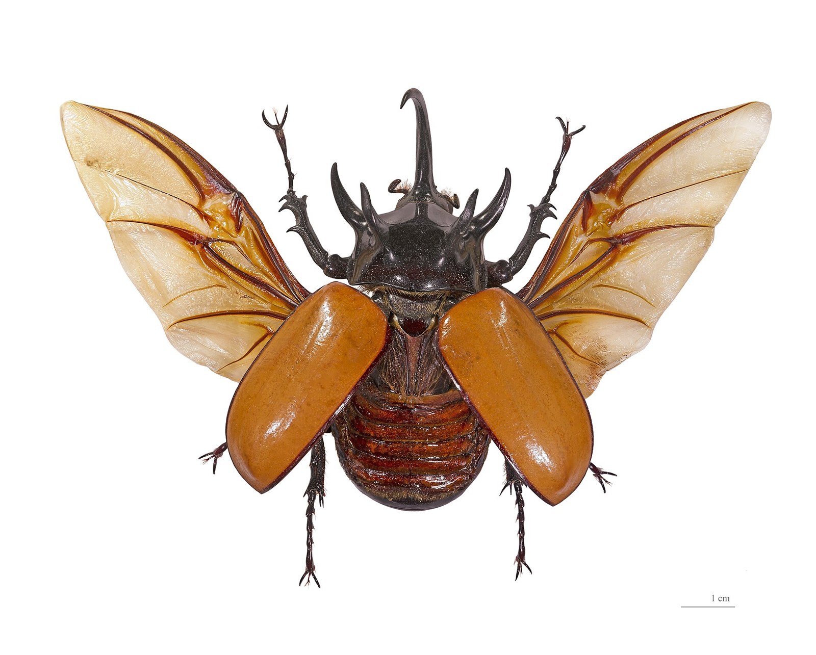 Nosorožtek päťrohý (Eupatorus gracilicornis)