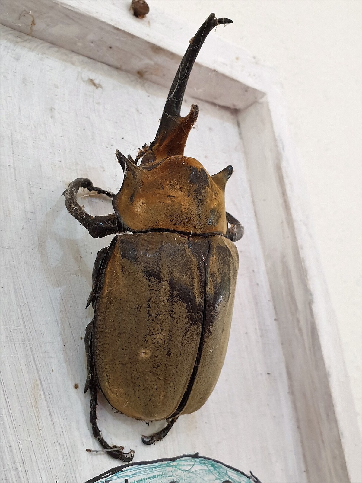 Chrobák slon (Megasoma elephas)