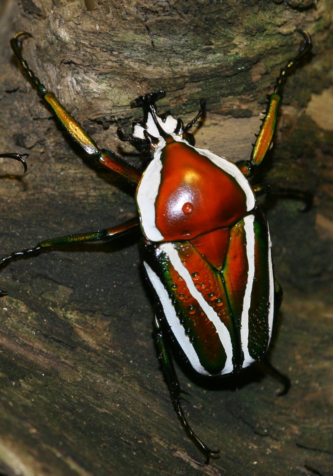 Zlatohlávik smaragdový (chrobák smaragdový, Dicronorrhina derbyana) (Dicronorrhina derbyana)