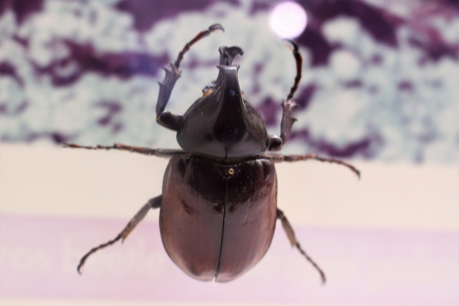 Chrobák zápasník (siamský nosorožčík) (Xylotrupes gideon)