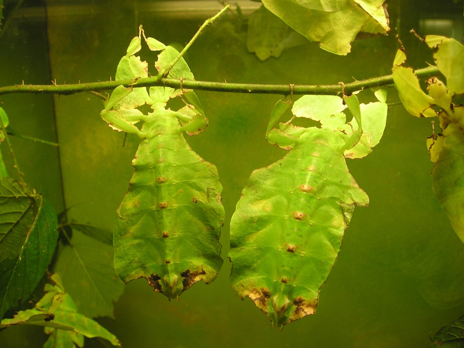 Listovka obria (pakobylka listová obrovská) (Phyllium giganteum)