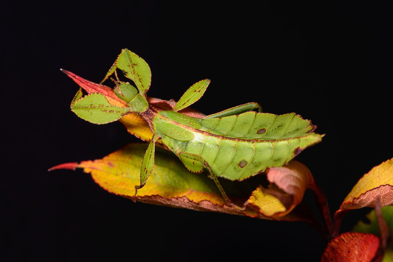 Listovka filipínska (pakobylka listová) (Phyllium philippinicum)