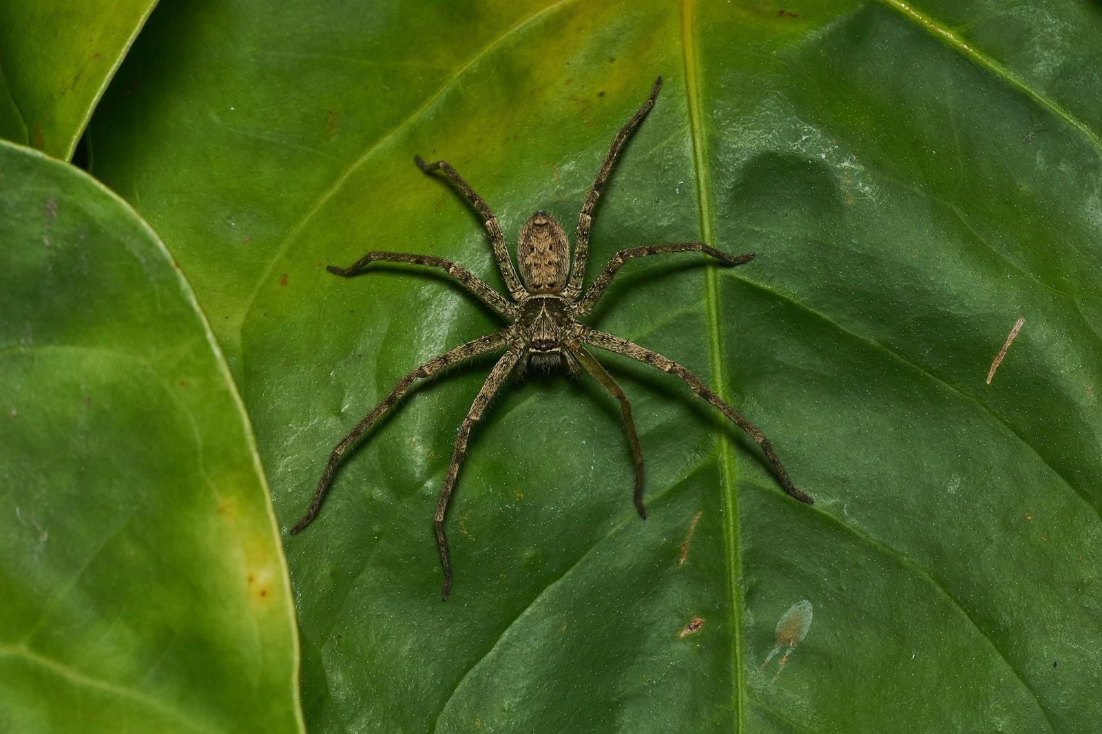 Lovčík obrovský (Heteropoda venatoria)