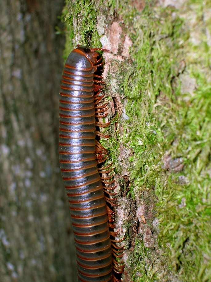 Mnohonôžka americká (Narceus americanus)