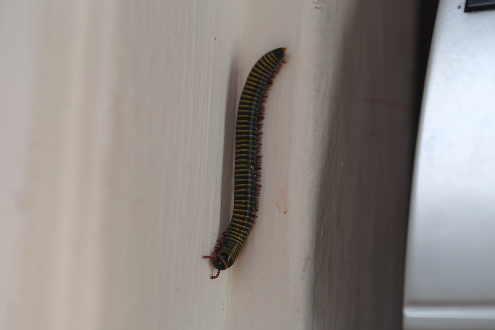 Mnohonôžka čmeliakovitá (žlto-čierna pásavá mnohonôžka) (Anadenobolus monilicornis)
