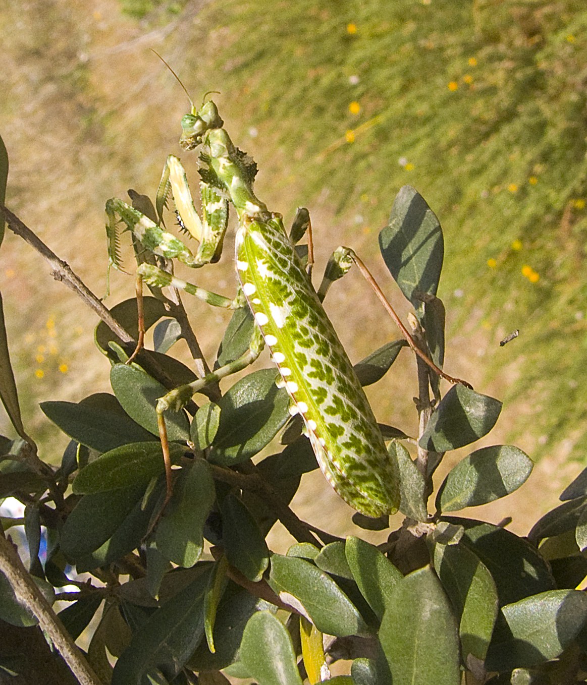 Modlivka bodliaková (egyptská kvetová) (Blepharopsis mendica)