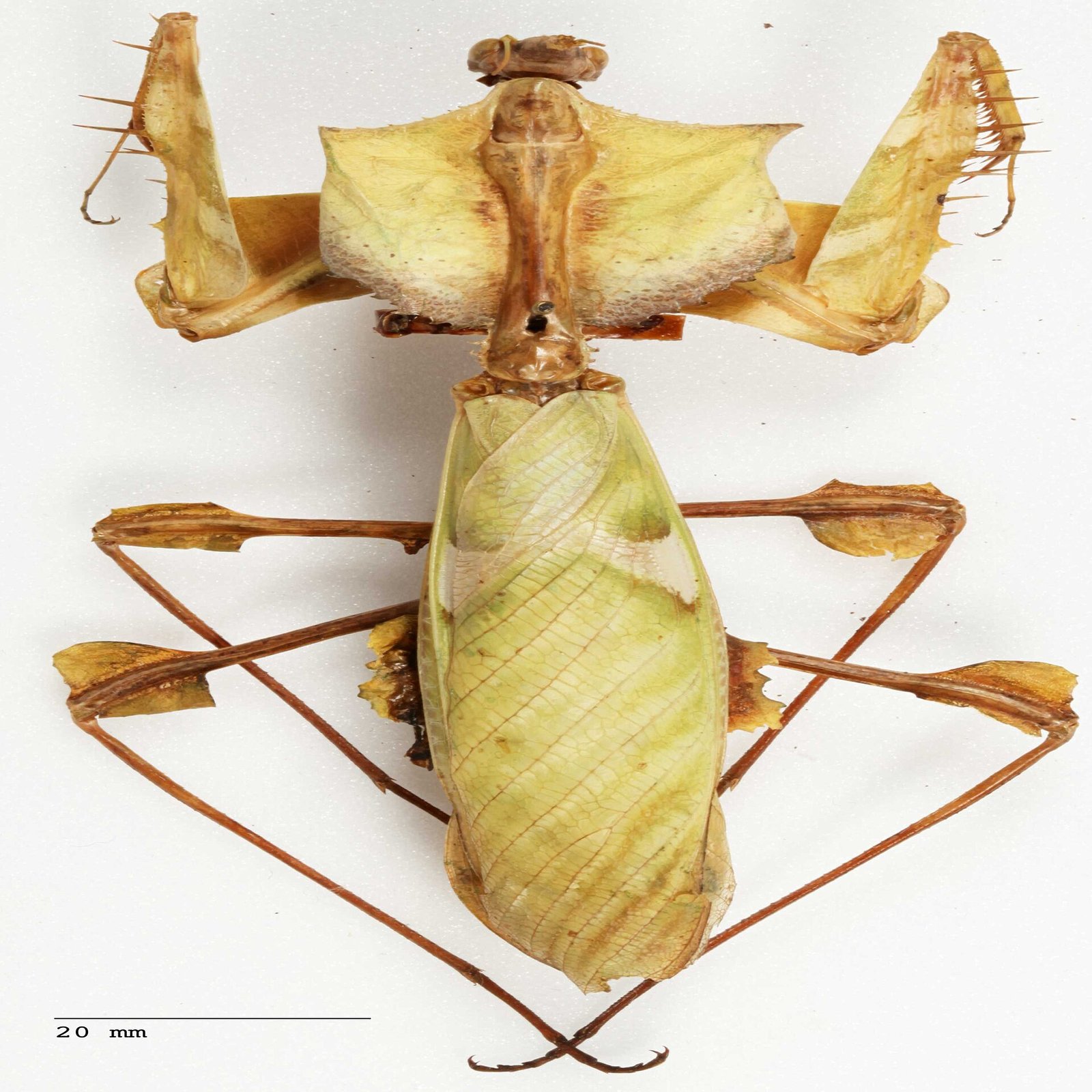 Modlivka čertova (Idolomantis diabolica)