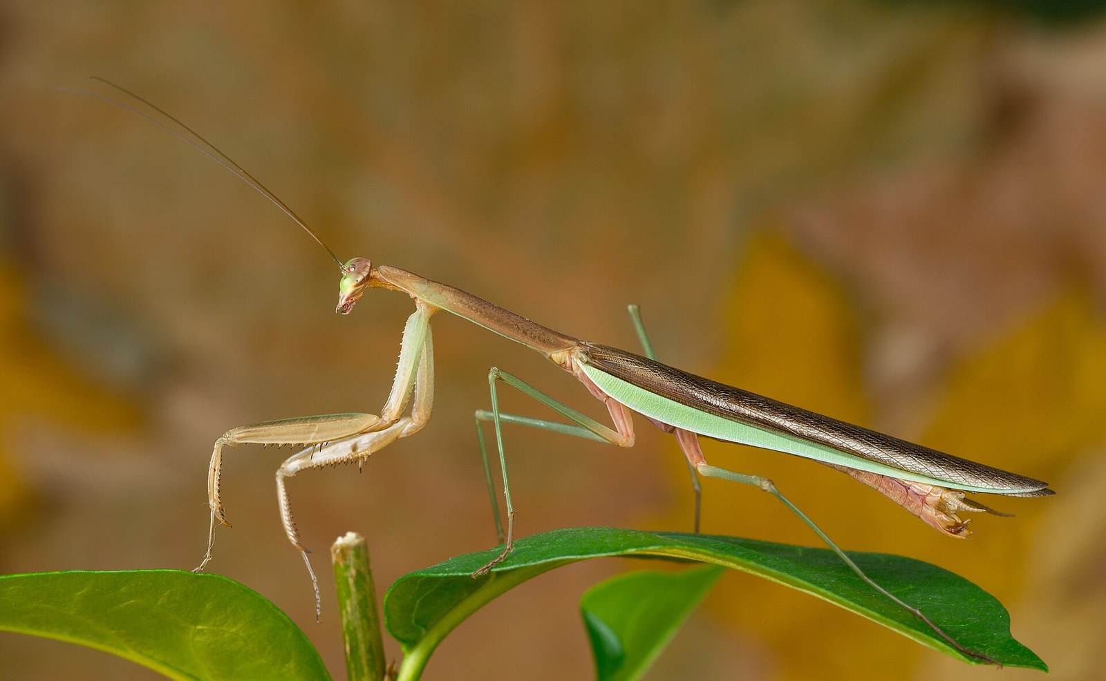 Modlivka čínska (Tenodera sinensis)