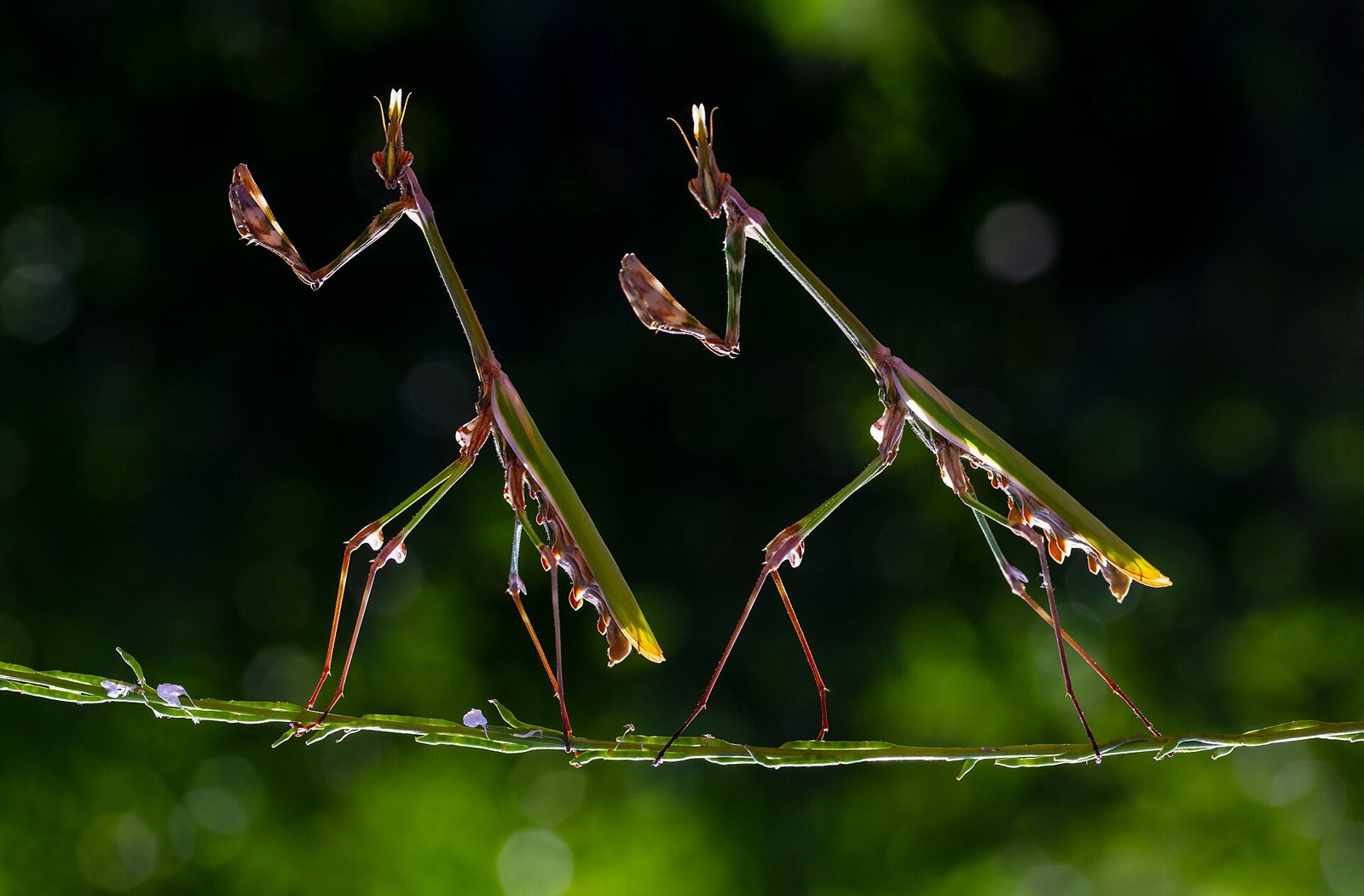 Modlivka pernatá (Empusa pennata)