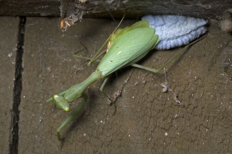 Modlivka kapská (Miomantis caffra)