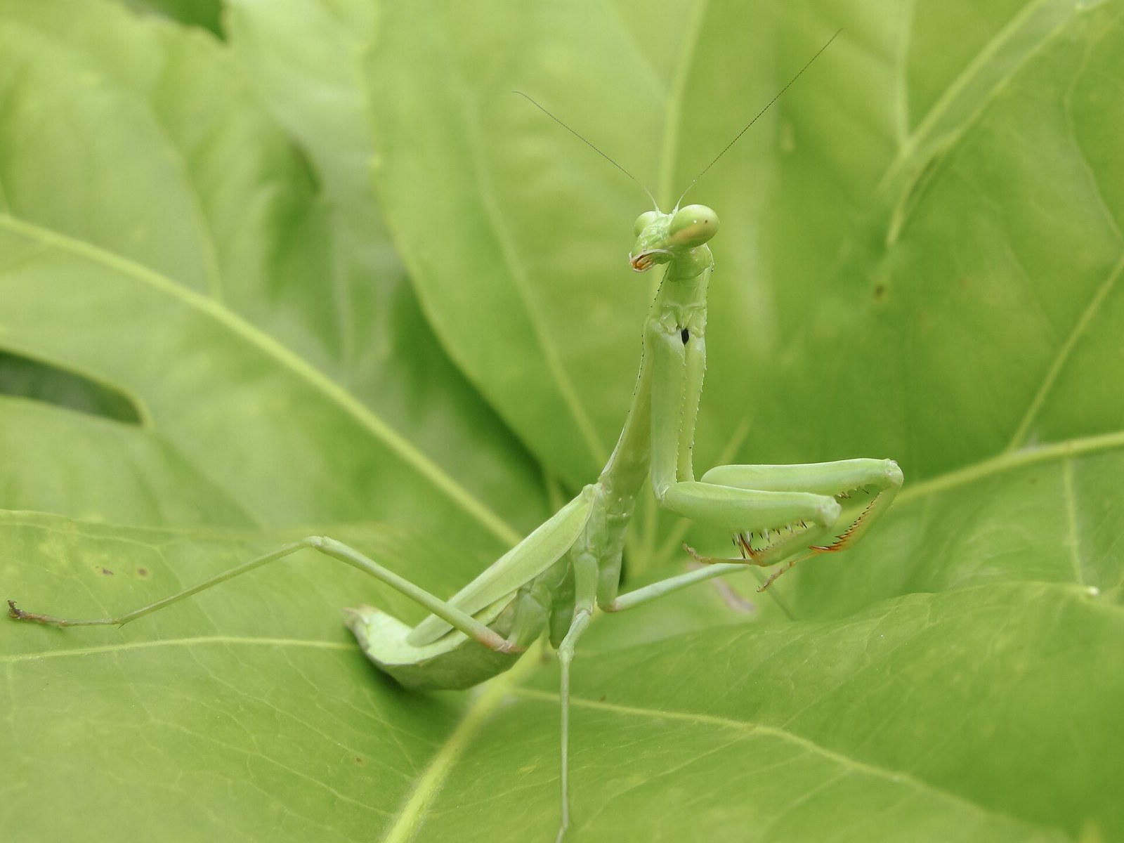 Modlivka karolínska (Stagmomantis carolina)