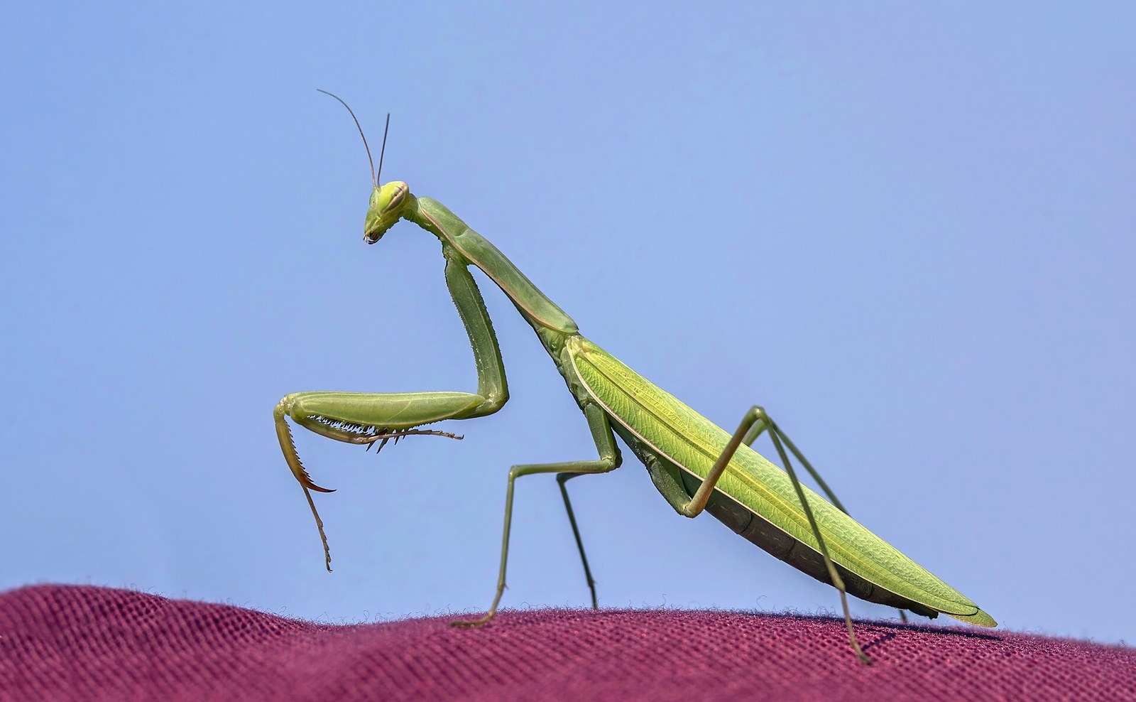 Modlivka nábožná (Mantis religiosa)
