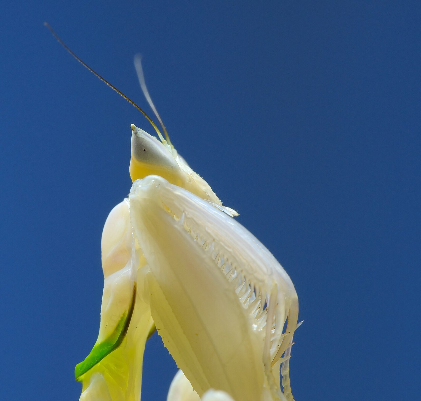 Modlivka orchideová