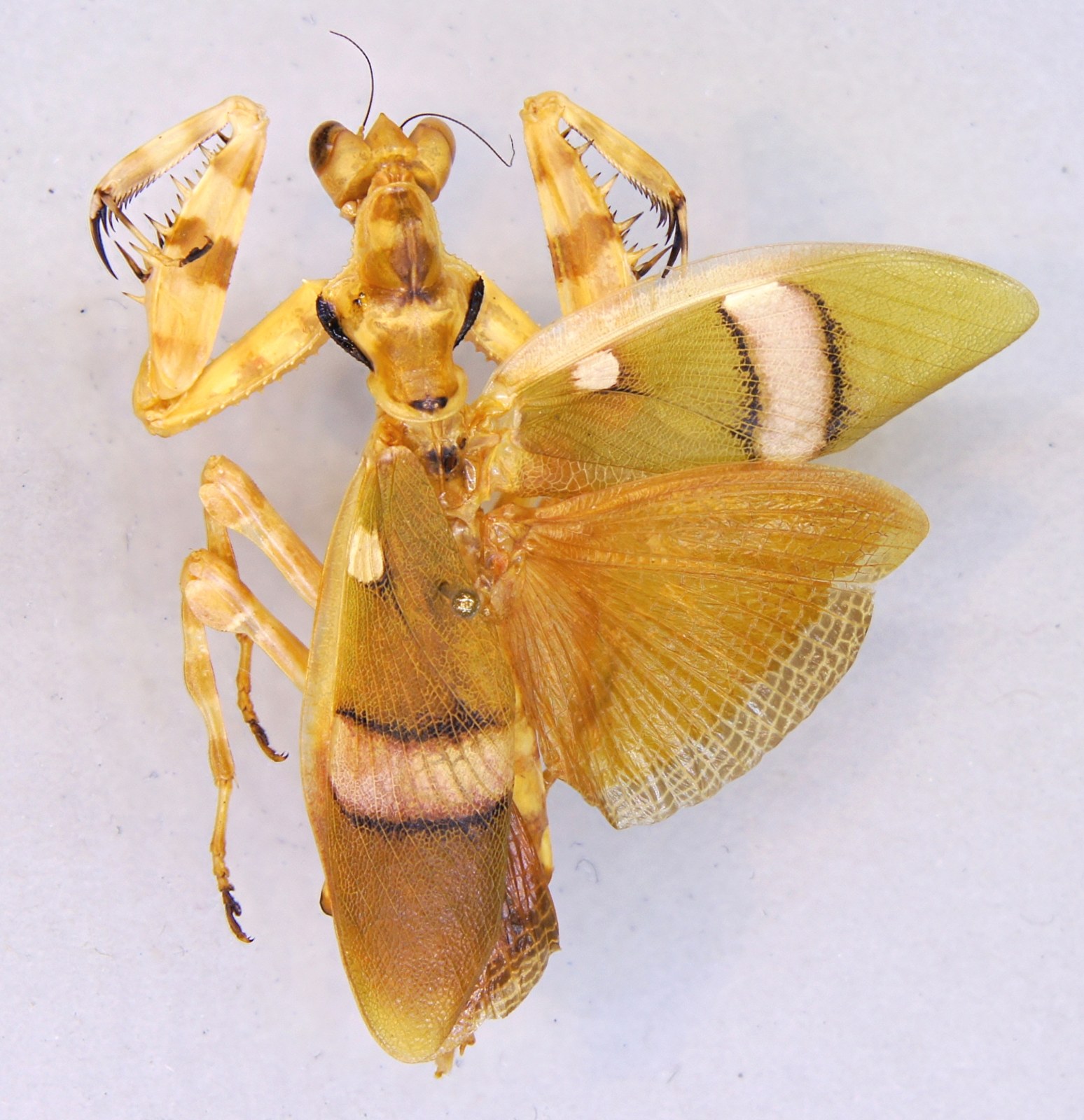 Modlivka pásavá (Theopropus elegans)