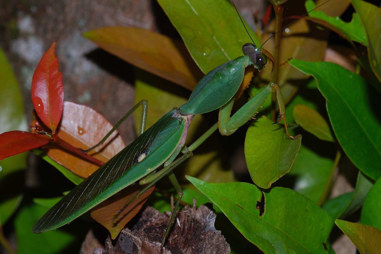 Modlivka štítová (Rhombodera basalis)