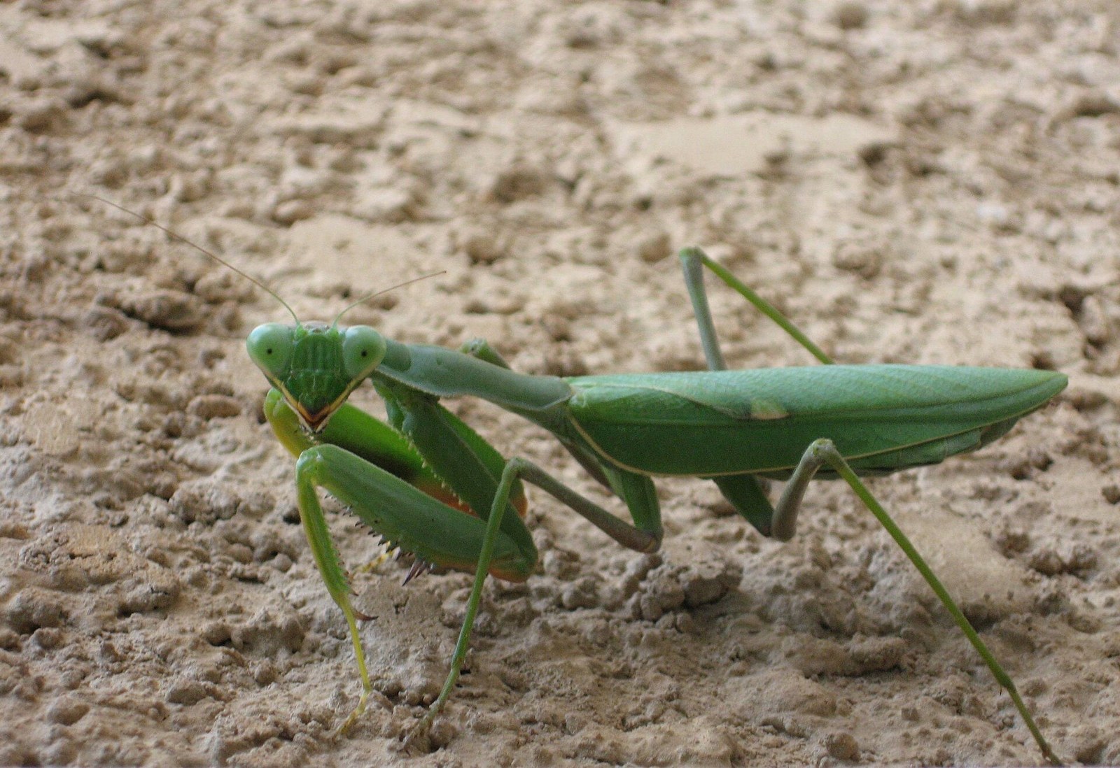 Modlivka zelená (Sphodromantis viridis)