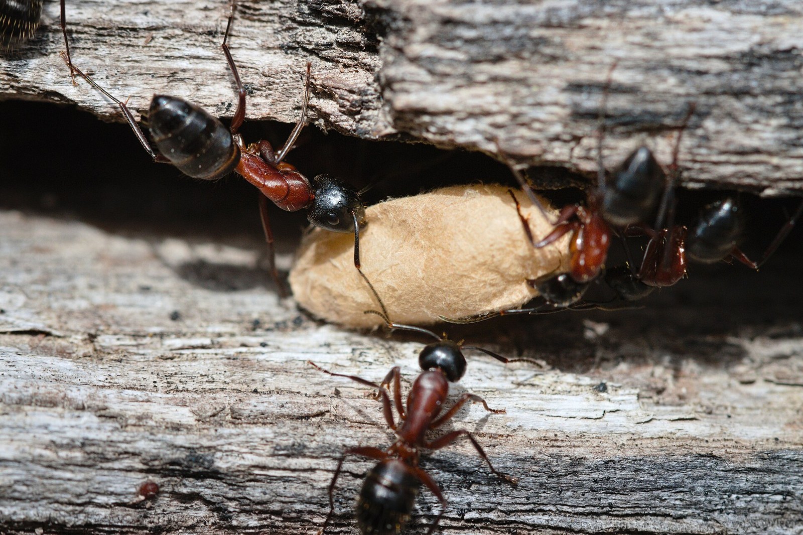 Mravec drevokaz (Camponotus ligniperda)