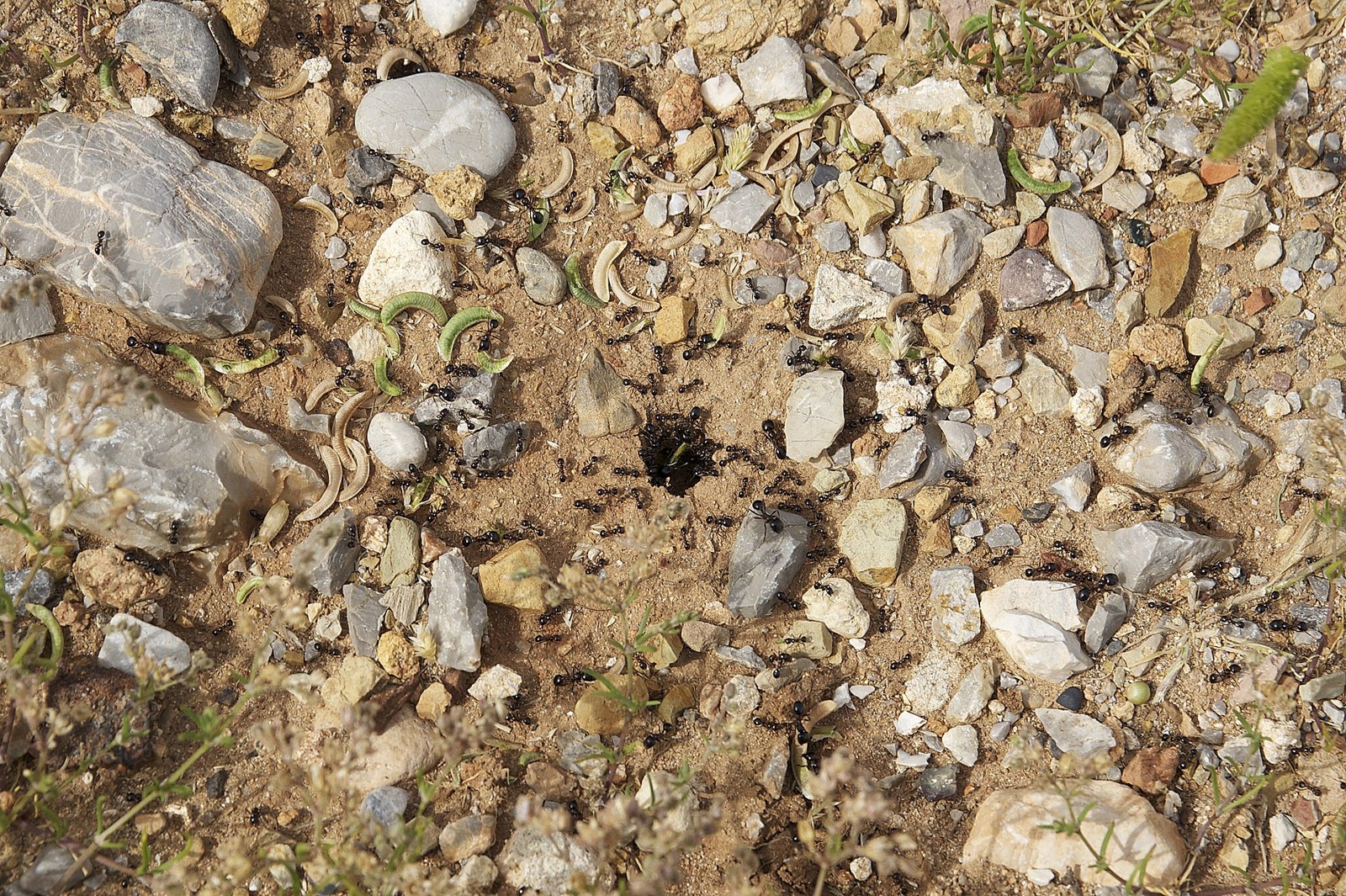 Mravec žatevný (Messor barbarus)