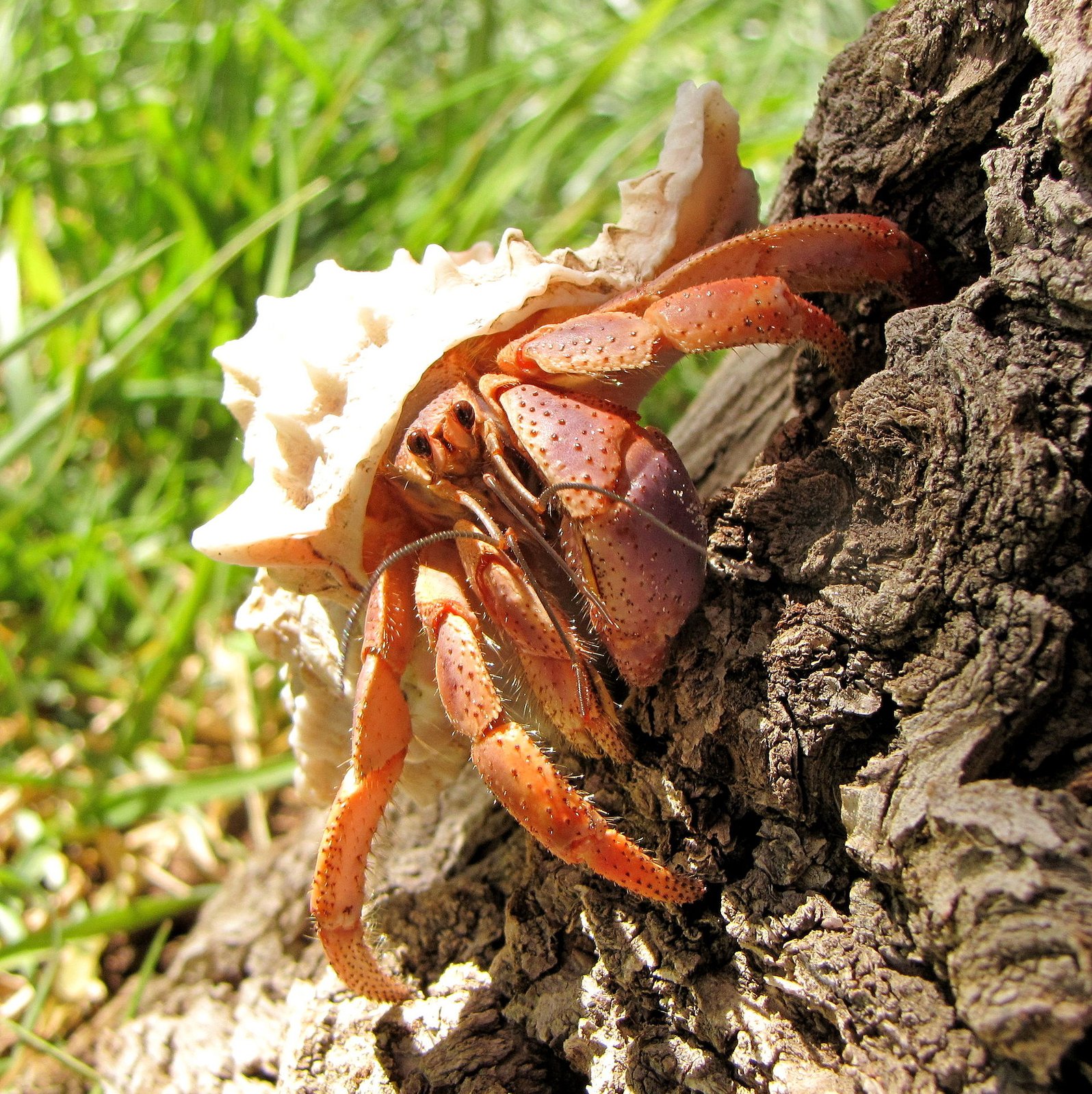 Rak pustovník suchozemský (Coenobita clypeatus)