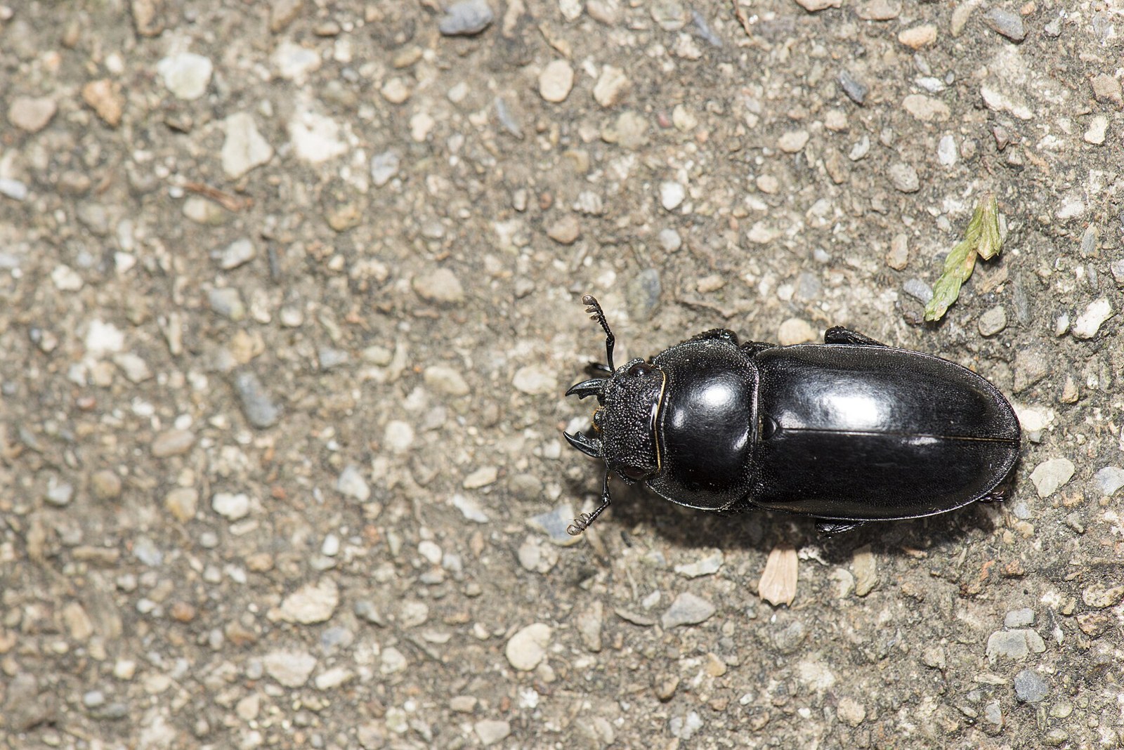 Roháč japonský (Dorcus titanus)