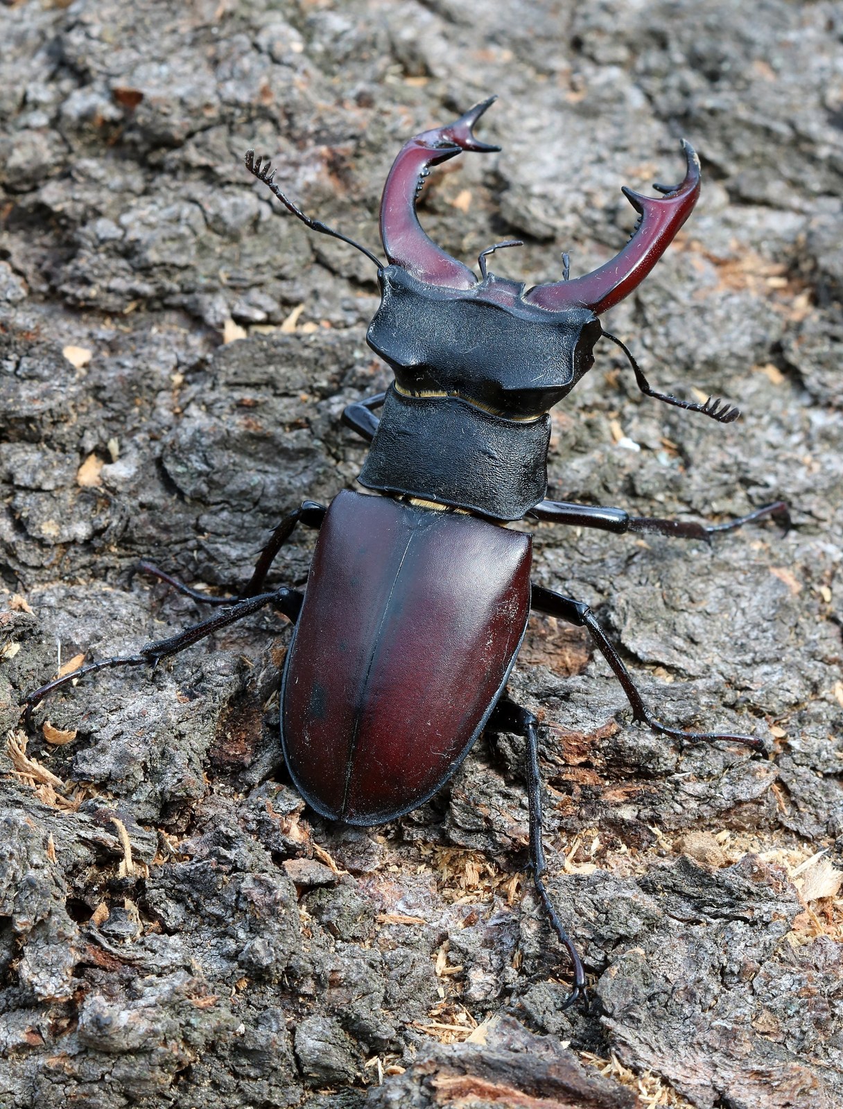 Roháč obyčajný (Lucanus cervus)