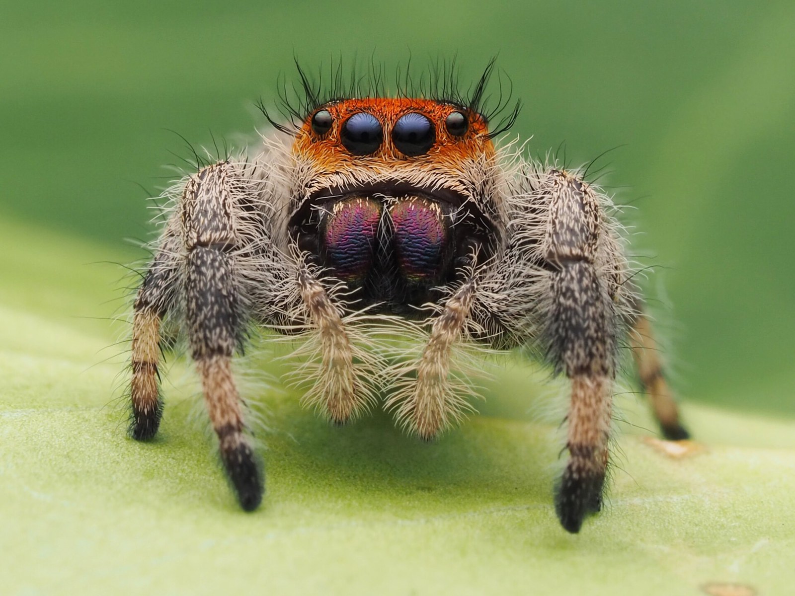 Skákavka kráľovská (Phidippus regius)