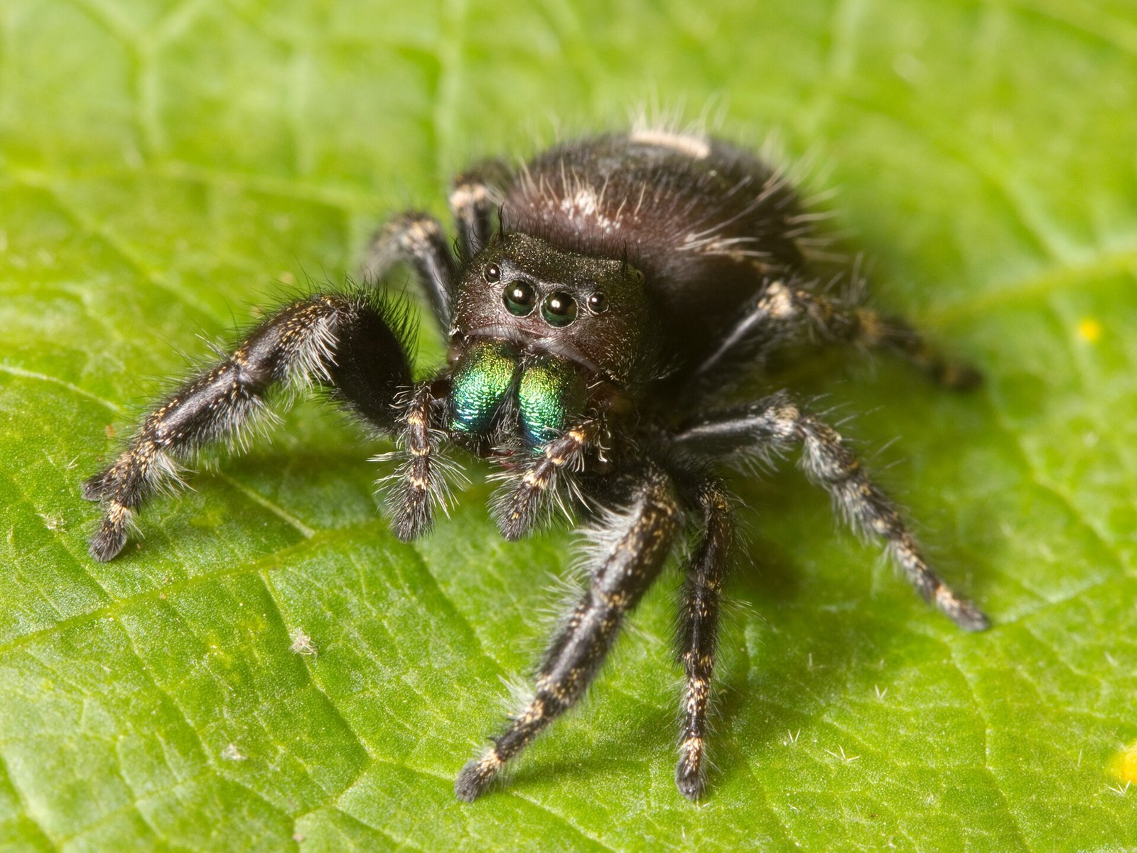 Skákavka smelá (Phidippus audax)