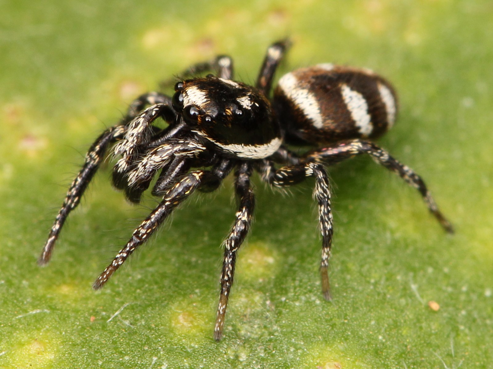 Skákavka pásavá (Salticus scenicus)