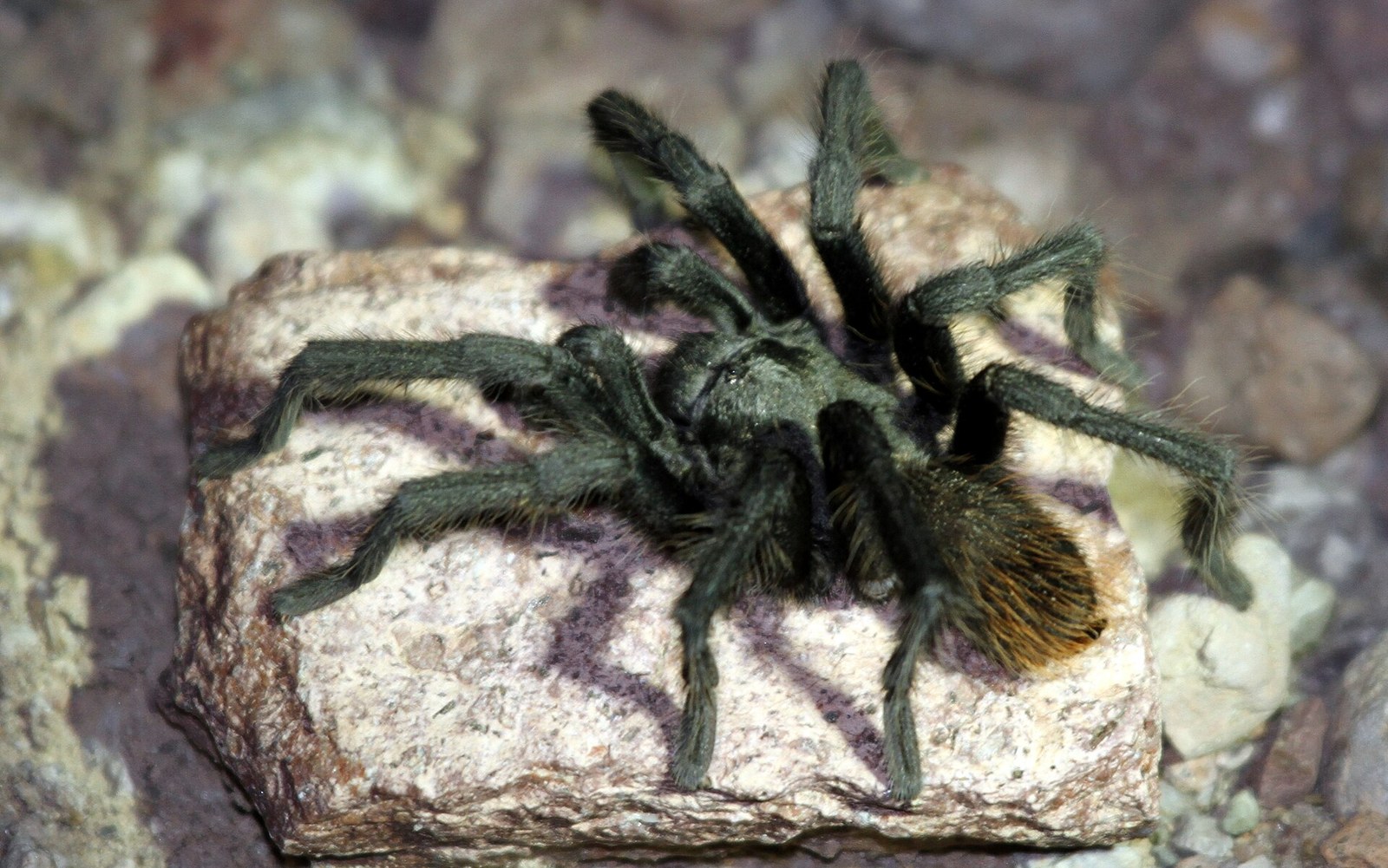 Sklípkavec arizonský (púštny plavý) (Aphonopelma chalcodes)