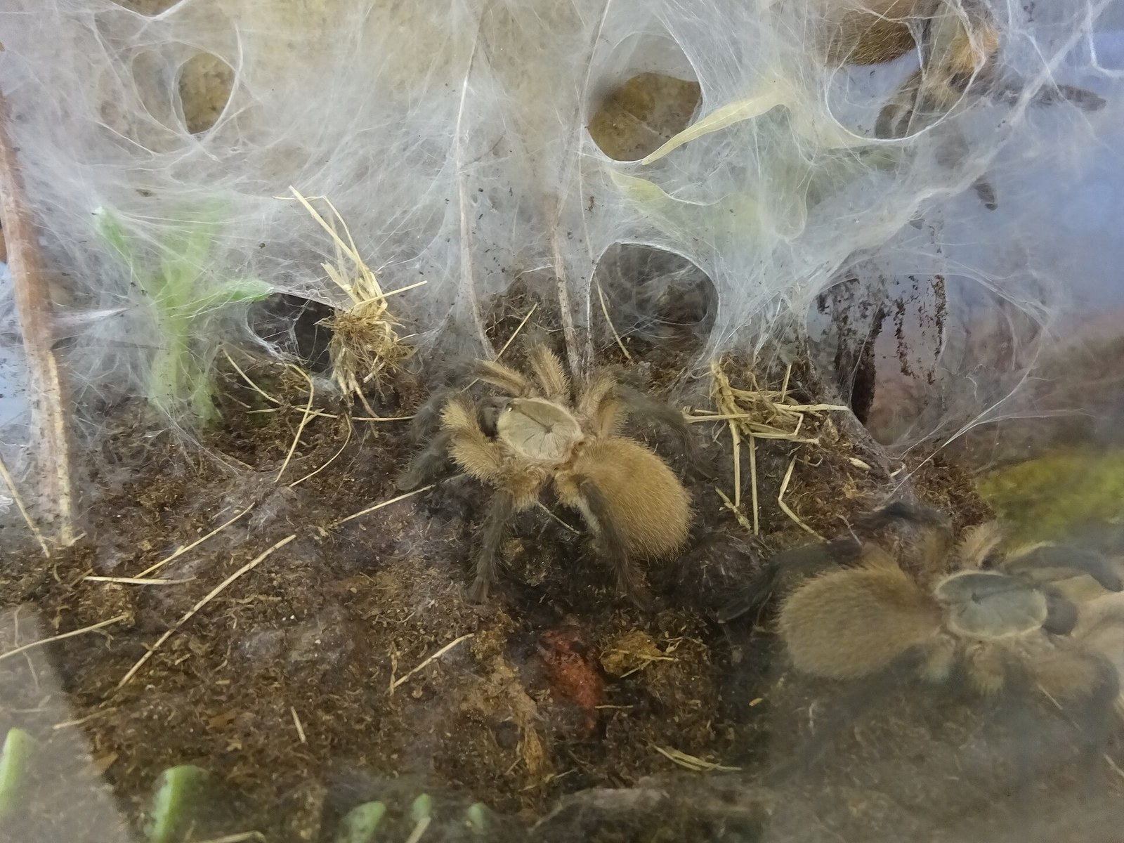 Sklípkavec balfourov (sokoterský modrý) (Monocentropus balfouri)
