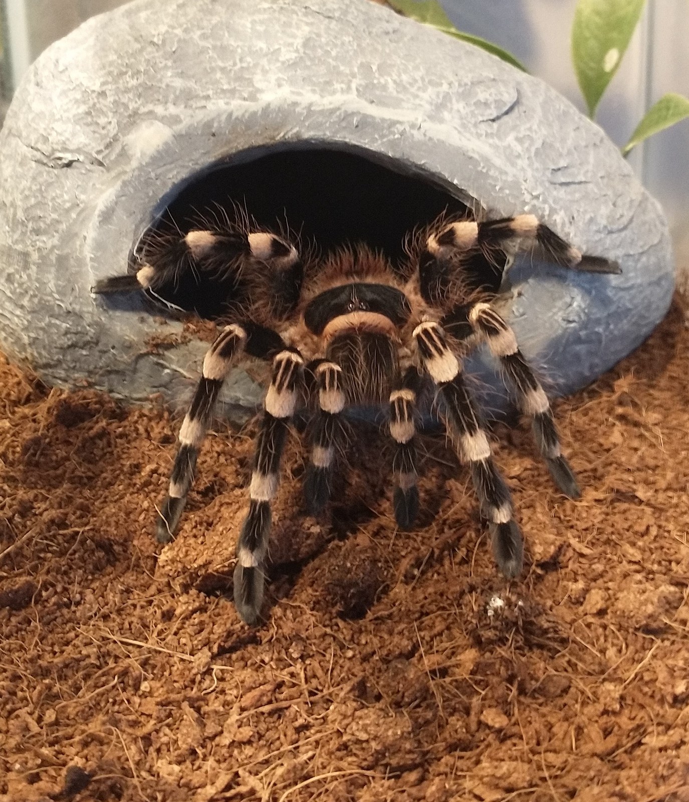 Sklípkavec bielokolenný (brazílsky) (Acanthoscurria geniculata)