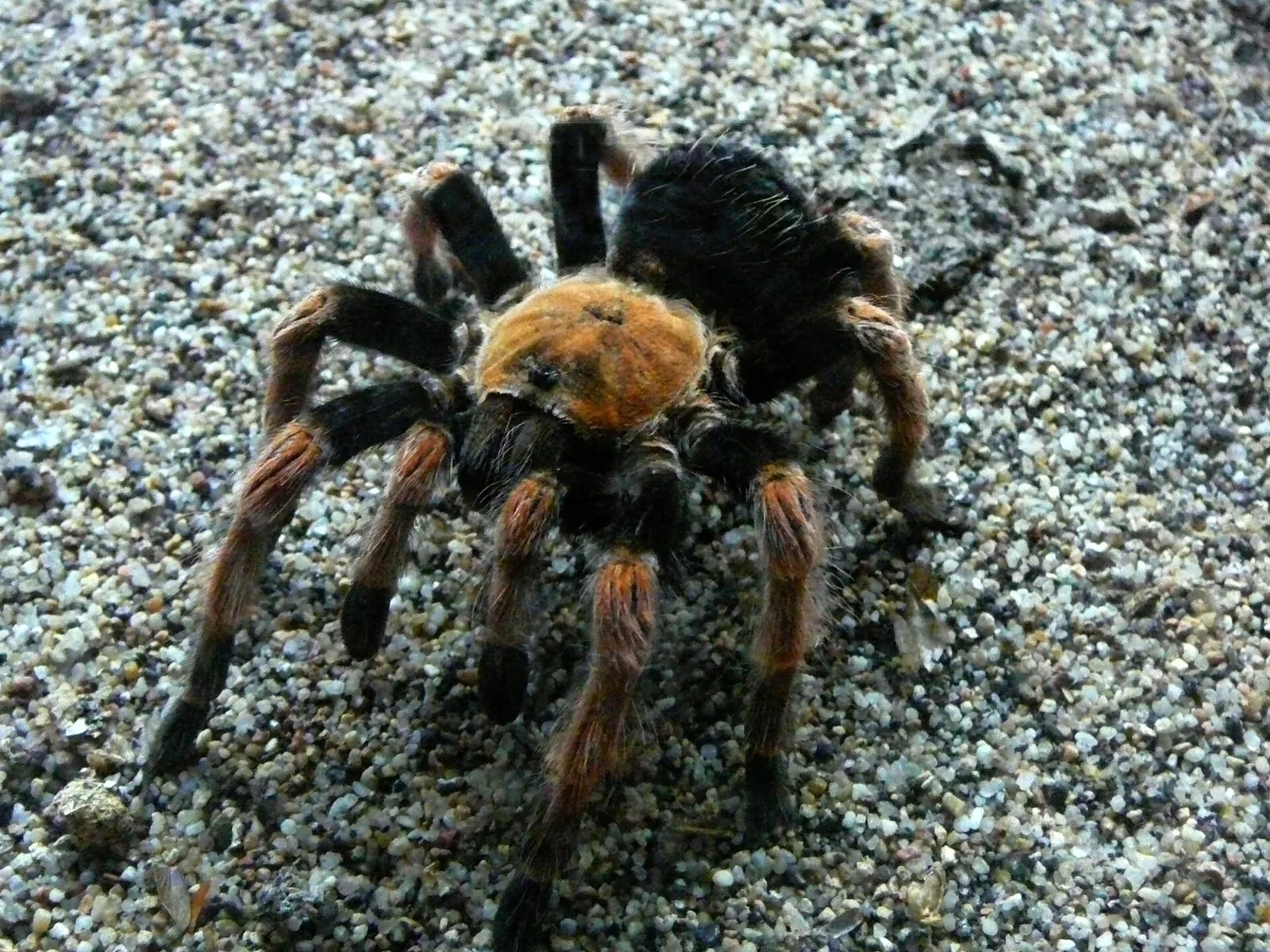 Sklípkavec červenokolenný (mexický)