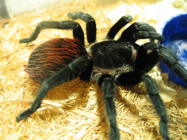 Sklípkavec červenozadý (Tliltocatl vagans)