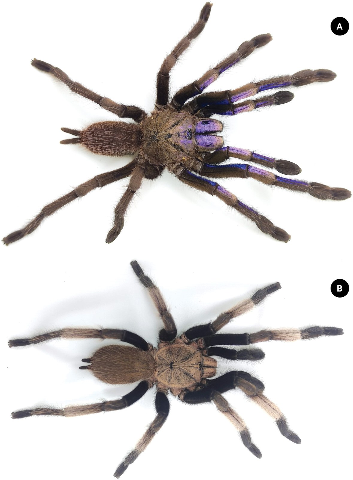 Sklípkavec elektromodrý (Chilobrachys natanicharum)