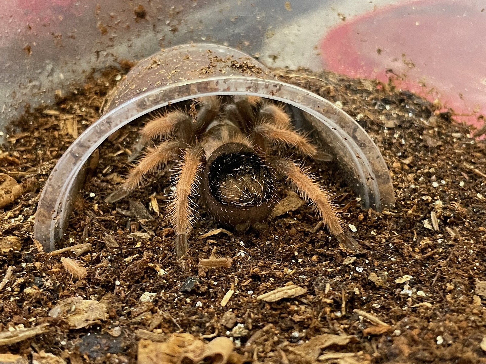 Sklípkavec Emíliin (mexický červenonohý) (Brachypelma emilia)