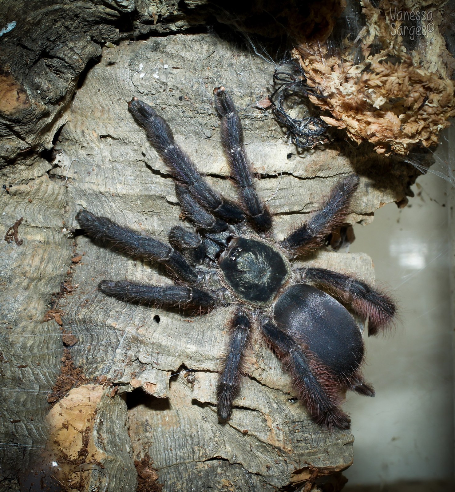 Sklípkavec fialový (Tapinauchenius violaceus)