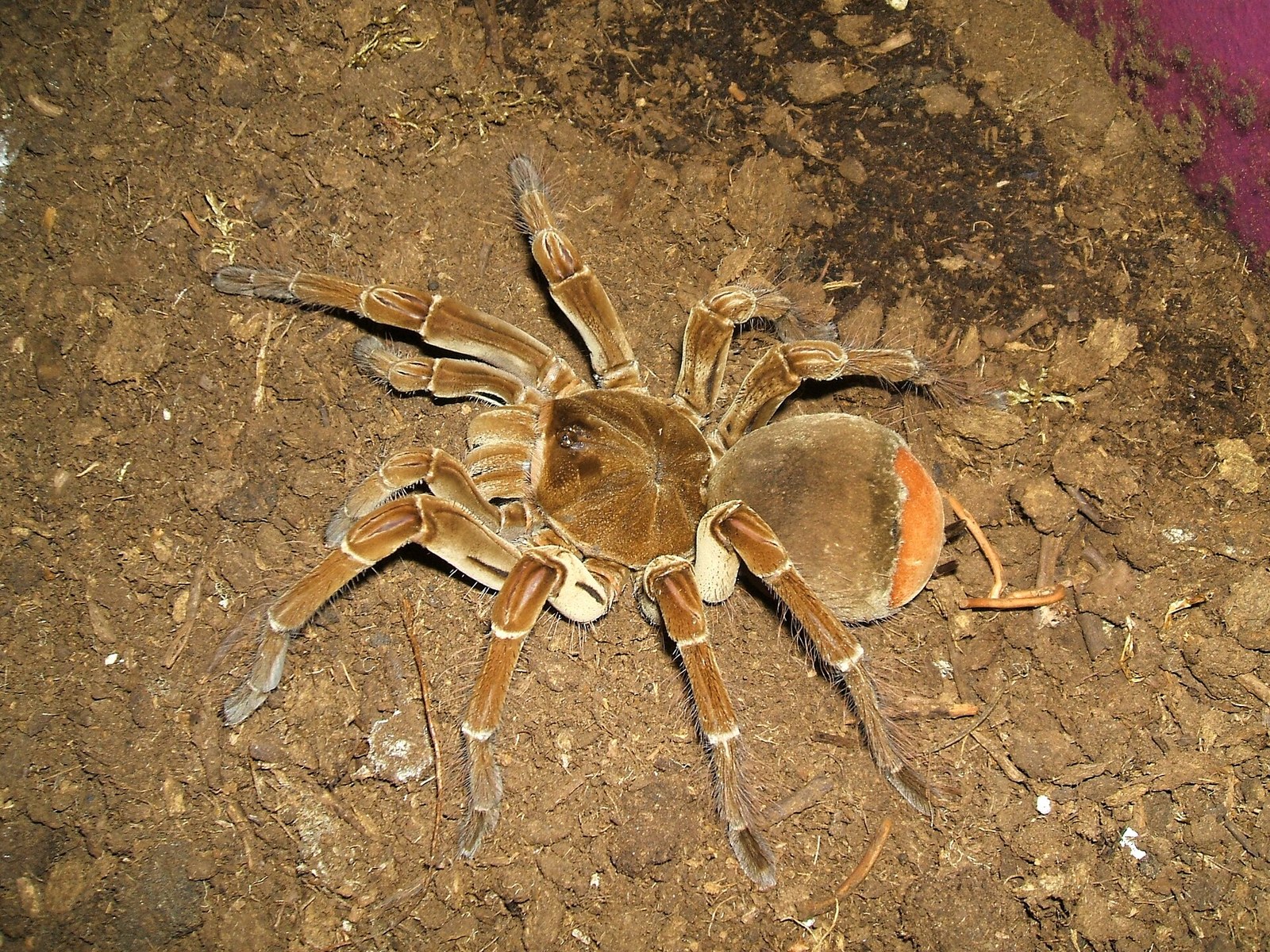 Sklípkavec goliáš (burgundský) (Theraphosa stirmi)