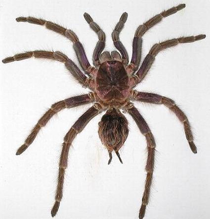 Sklípkavec haitský (Phormictopus cancerides)