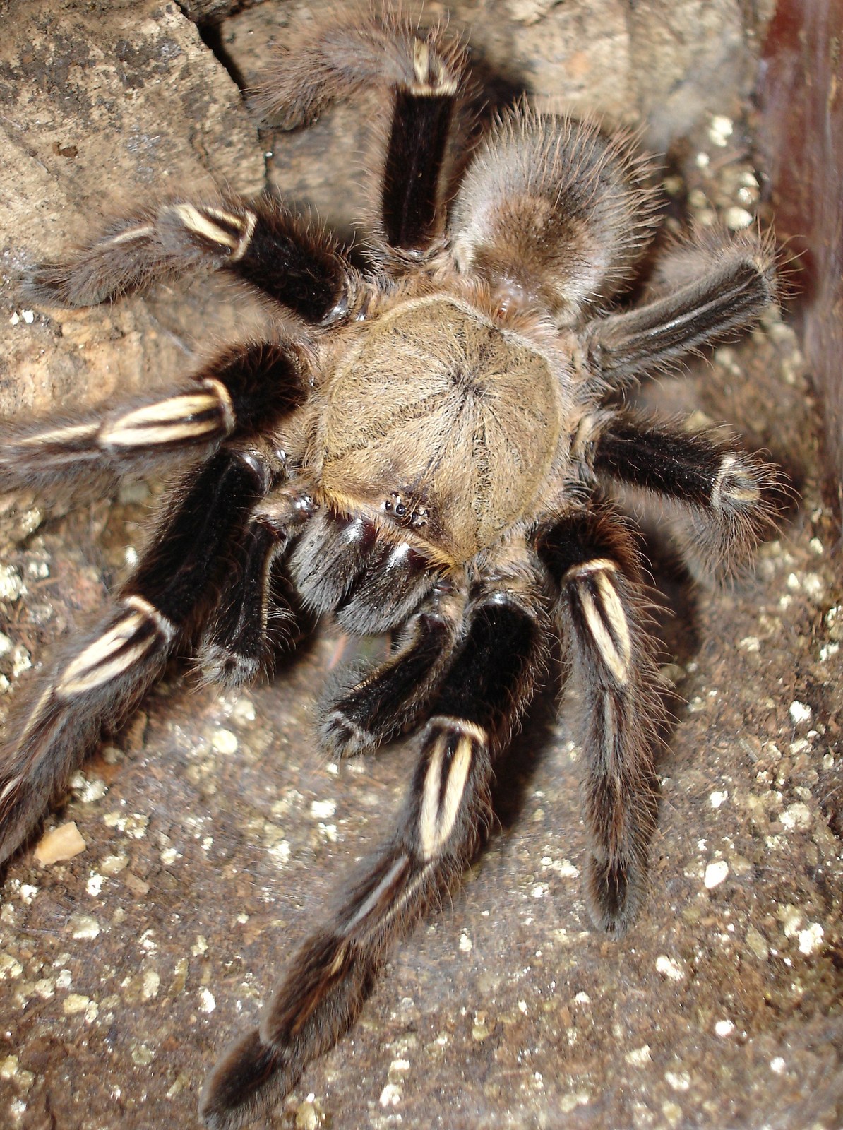 Sklípkavec kostrový (Ephebopus murinus)