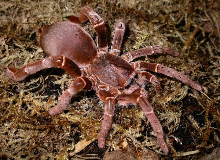 Sklípkavec kráľovský (Pelinobius muticus)