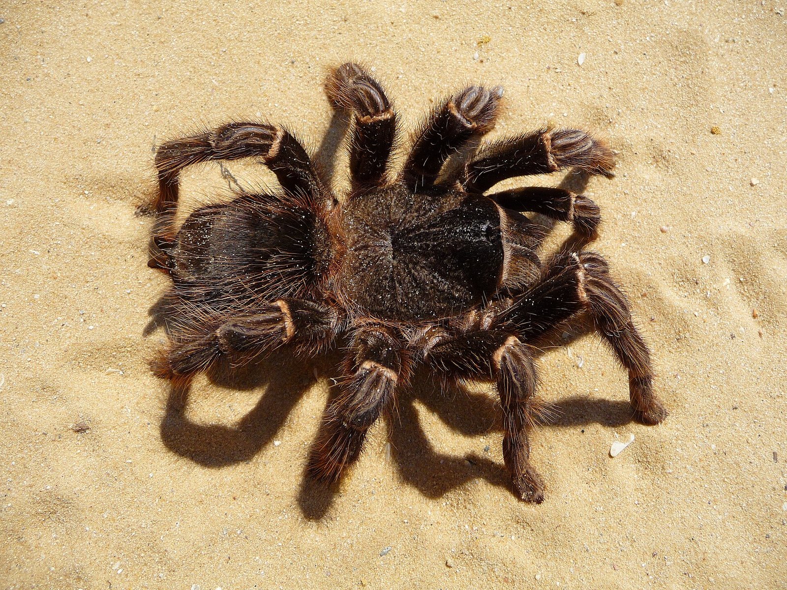 Sklípkavec lososový (Lasiodora parahybana)