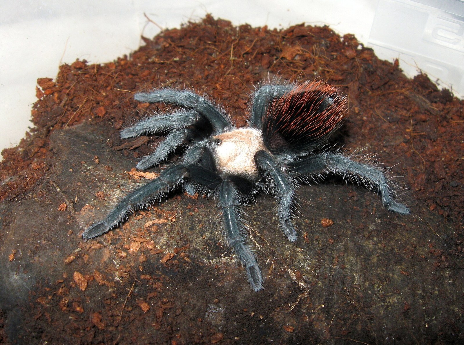 Sklípkavec mexický zlatý (Brachypelma albiceps)