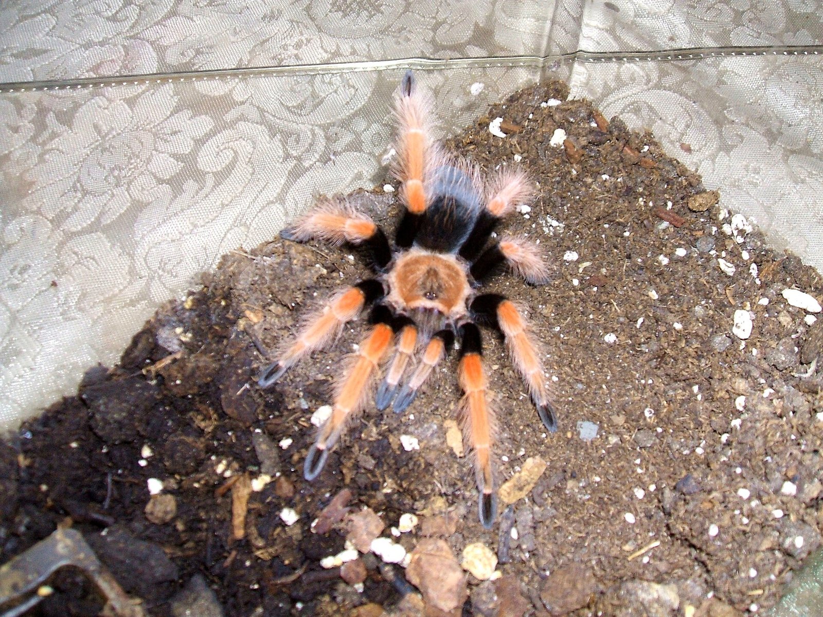 Sklípkavec ohnivý (Brachypelma boehmei)