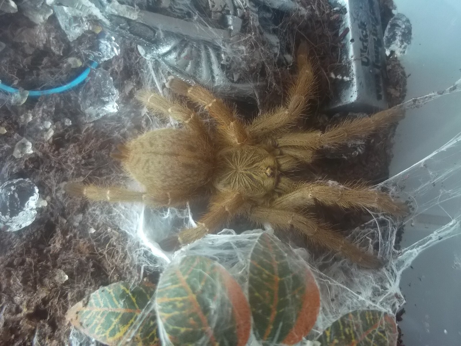 Sklípkavec paviáni oranžový (usambara, OBT) (Pterinochilus murinus)