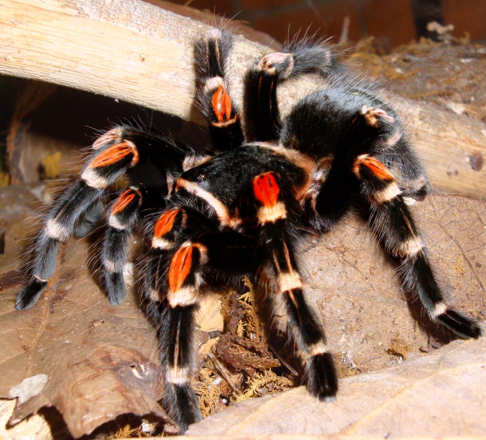 Sklípkavec plameňokolenný (Brachypelma auratum)
