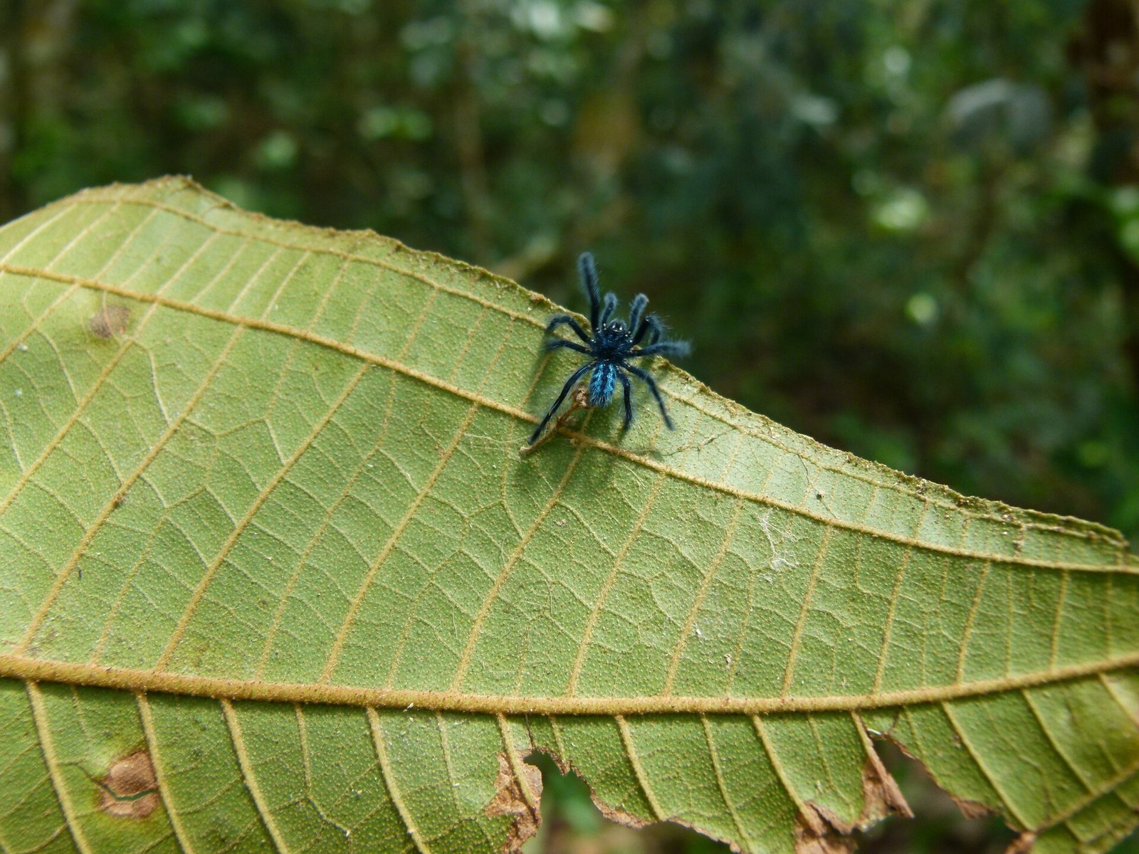 Sklípkavec portorický (Caribena laeta)