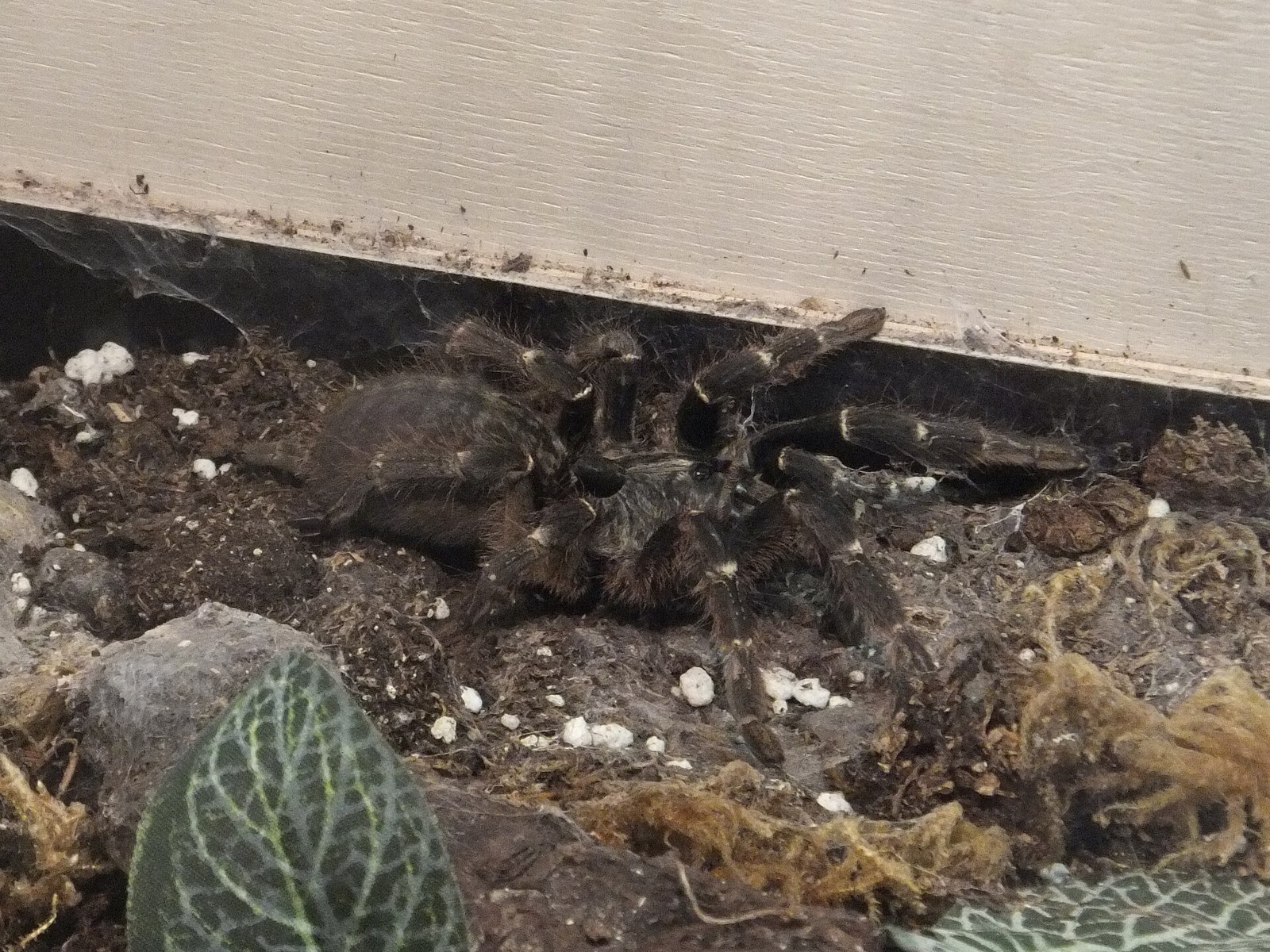 Sklípkavec rohatý (zadnerohý paviání) (Ceratogyrus darlingi)