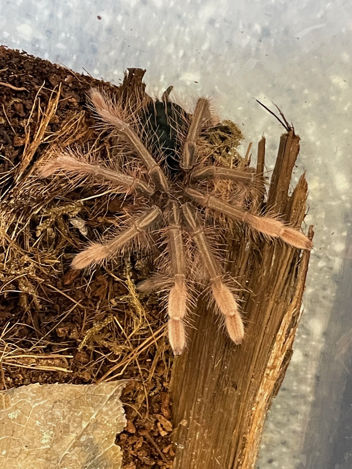 Sklípkavec ružovonohý (Theraphosa apophysis)