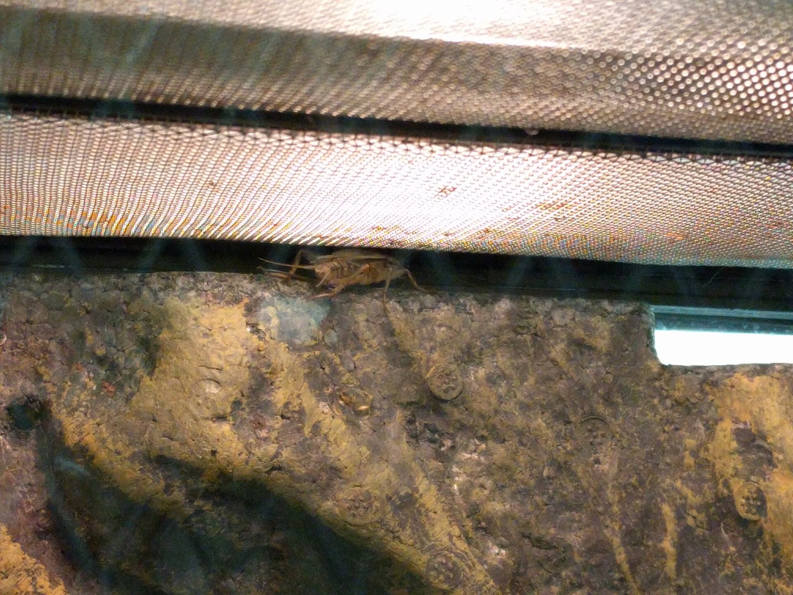 Sklípkavec ružovoprstý (Avicularia avicularia)